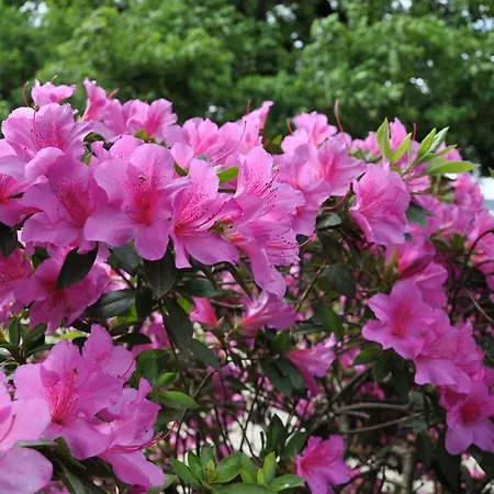 O Coreto Πανσιόν 3*